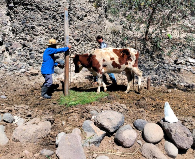 Proyecto de Mejoramiento de Producción del Ganado Bovino brinda asistencia técnica en campo